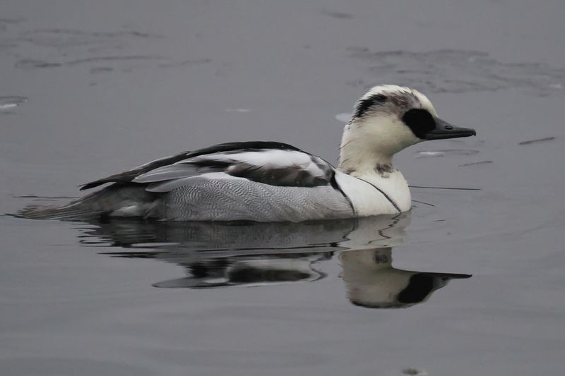 Smew, Broadwood Loch, Cumbernauld