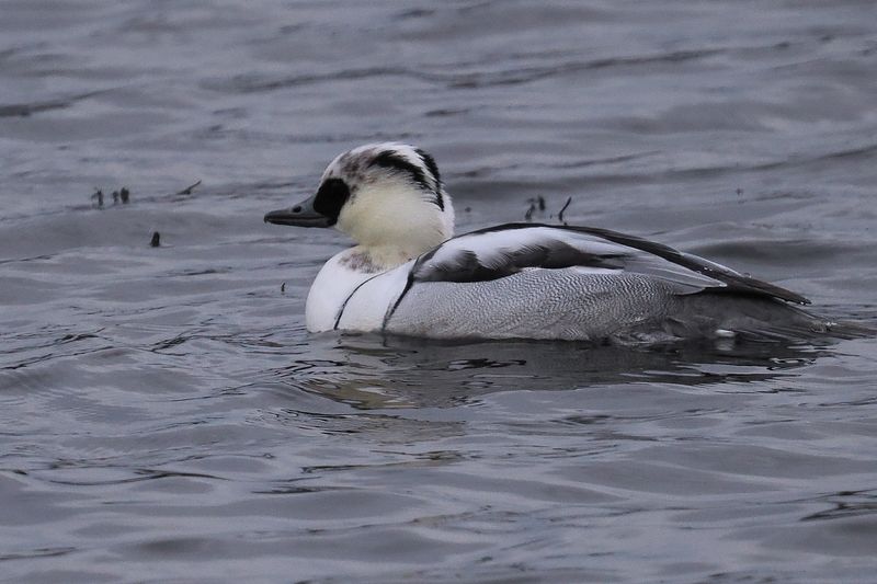Smew, Broadwood Loch, Cumbernauld
