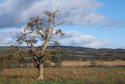 Solitary old oak tree, RSPB Loch Lomond
