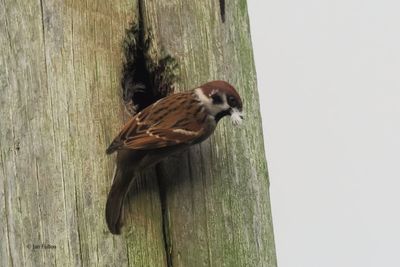 Tree Sparrow, near Croftamie, Clyde