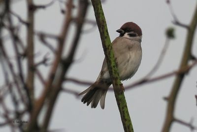 Tree Sparrow, near Croftamie, Clyde