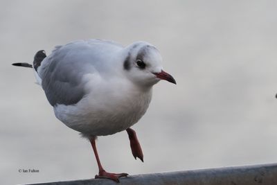 Black-headed Gull, Hogganfield Loch, Clyde