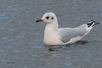 Black-headed Gull, Hogganfield Loch, Clyde