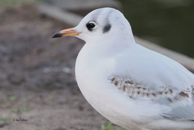 Black-headed Gull, Hogganfield Loch, Clyde