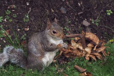 Grey Squirrel, Baillieston, Glasgow