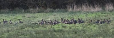 Greenland White-fronted Geese, Gartfairn, Clyde