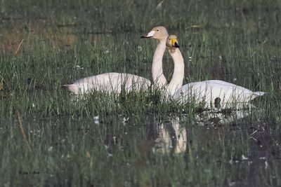 Whooper Swans, RSPB Loch Lomond, Clyde