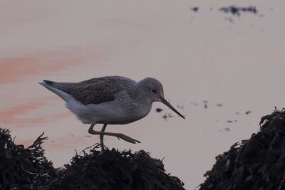 Greenshank, Erskine Harbour, Clyde