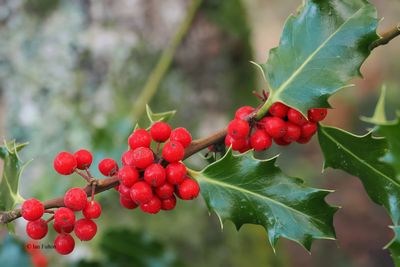 Holly berries, Ring Wood, RSPB Loch Lomond