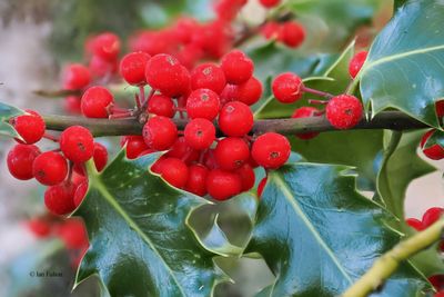 Holly berries, Ring Wood, RSPB Loch Lomond