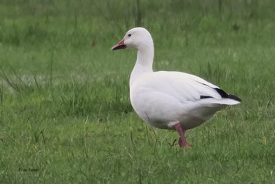 Snow Goose, Drymen, Clyde