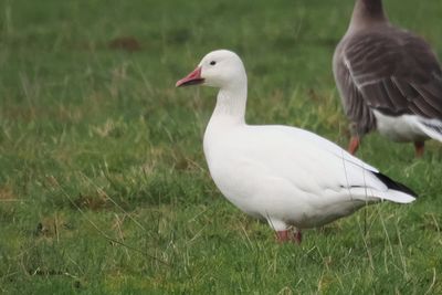 Snow Goose, Drymen, Clyde