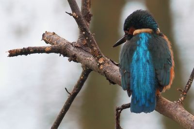 Kingfisher, Heritage Park-East Kilbride, Clyde