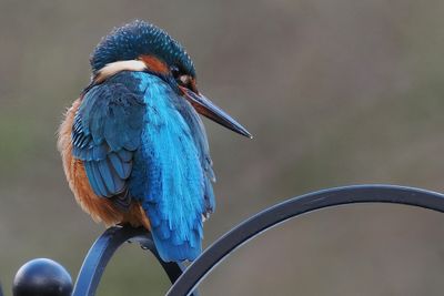 Kingfisher, Heritage Park-East Kilbride, Clyde