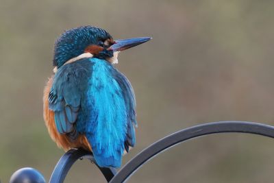 Kingfisher, Heritage Park-East Kilbride, Clyde