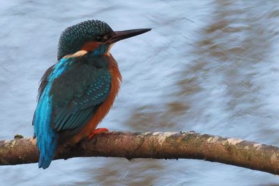 Kingfisher, Heritage Park-East Kilbride, Clyde