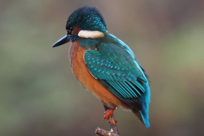 Kingfisher, Heritage Park-East Kilbride, Clyde