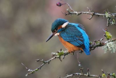 Kingfisher, Heritage Park-East Kilbride, Clyde