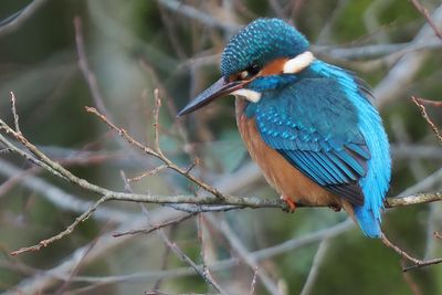 Kingfisher, Heritage Park-East Kilbride, Clyde