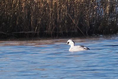 Smew, Castle Semple Loch, Clyde