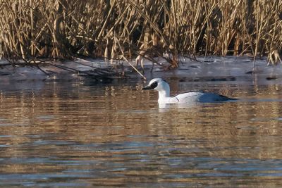 Smew, Castle Semple Loch, Clyde