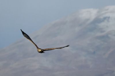 White-tailed Eagle, RSPB Loch Lomond, Clyde