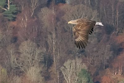 White-tailed Eagle, RSPB Loch Lomond, Clyde