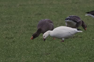 Snow Goose, near Drymen, Clyde