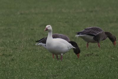 Snow Goose, near Drymen, Clyde