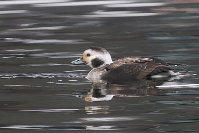 Long-tailed Duck, Loch Lomond Shores, Clyde