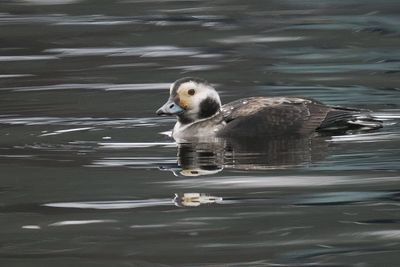 Long-tailed Duck, Loch Lomond Shores, Clyde