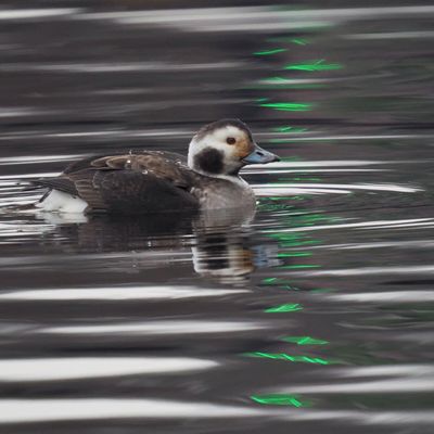 Long-tailed Duck, Loch Lomond Shores, Clyde