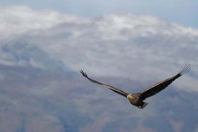 White-tailed Eagle, RSPB Loch Lomond, Clyde