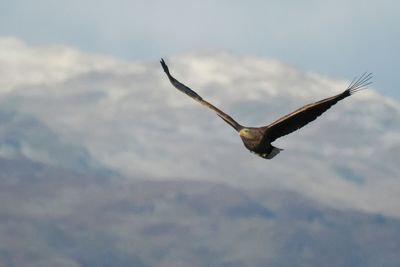 White-tailed Eagle, RSPB Loch Lomond, Clyde