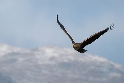 White-tailed Eagle, RSPB Loch Lomond, Clyde