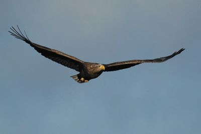 White-tailed Eagle, RSPB Loch Lomond, Clyde