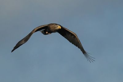 White-tailed Eagle, RSPB Loch Lomond, Clyde