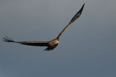 White-tailed Eagle, RSPB Loch Lomond, Clyde