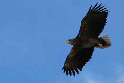 White-tailed Eagle, RSPB Loch Lomond, Clyde
