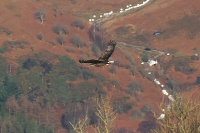 White-tailed Eagle, RSPB Loch Lomond, Clyde