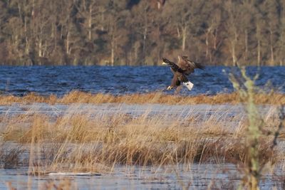 White-tailed Eagle, RSPB Loch Lomond, Clyde