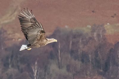 White-tailed Eagle, RSPB Loch Lomond, Clyde