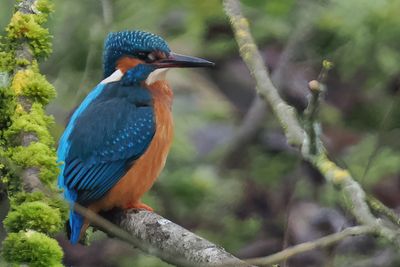 Kingfisher, Heritage Park-East Kilbride, Clyde
