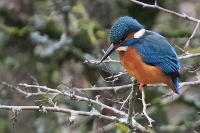 Kingfisher, Heritage Park-East Kilbride, Clyde