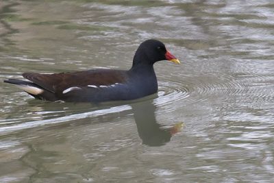 Moorhen, Heritage Park-East Kilbride, Clyde