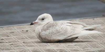 Iceland Gull, Strathclyde CP, Clyde