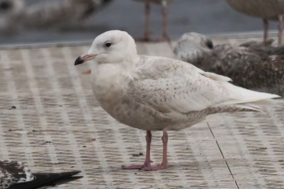 Iceland Gull, Strathclyde CP, Clyde