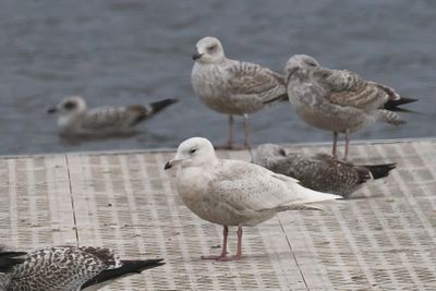 Iceland Gull, Strathclyde CP, Clyde