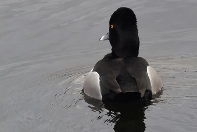 Ring-necked Duck, Forth & Clyde Canal basin, Glasgow