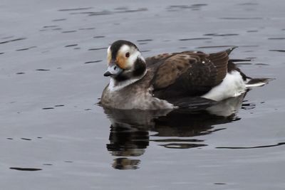 Long-tailed Duck, Lomond Shores-Balloch, Clyde